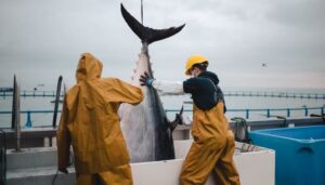 Grup Balfegó logra la trazabilidad total del atún rojo